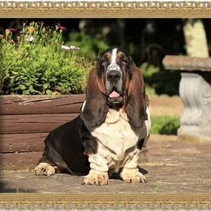 Meet your Posher, Patrick